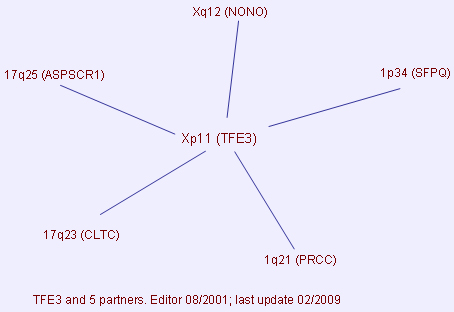 TFE3 fusion partners